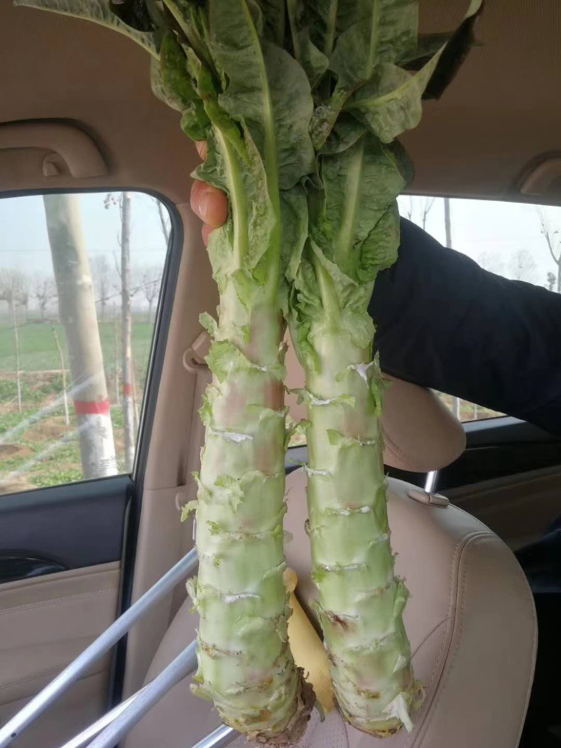 🔥精品莴笋新鲜上市产地直销量大从优