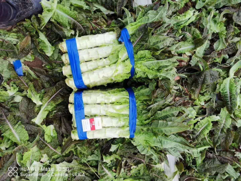 🔥精品莴笋新鲜上市产地直销量大从优