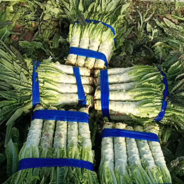 🔥精品莴笋新鲜上市产地直销量大从优