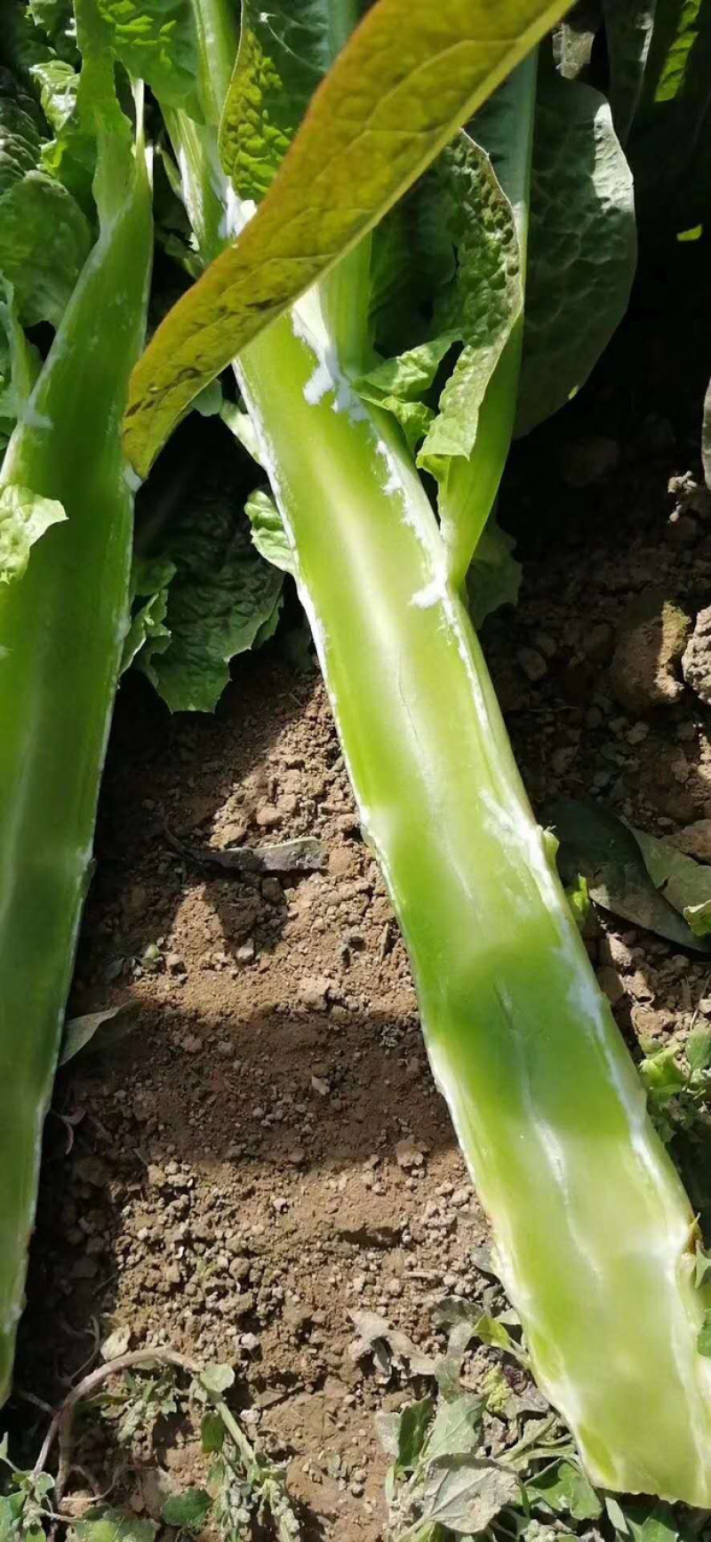 🔥精品莴笋新鲜上市产地直销量大从优
