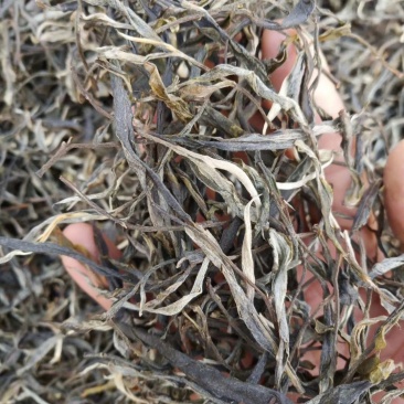 大树茶