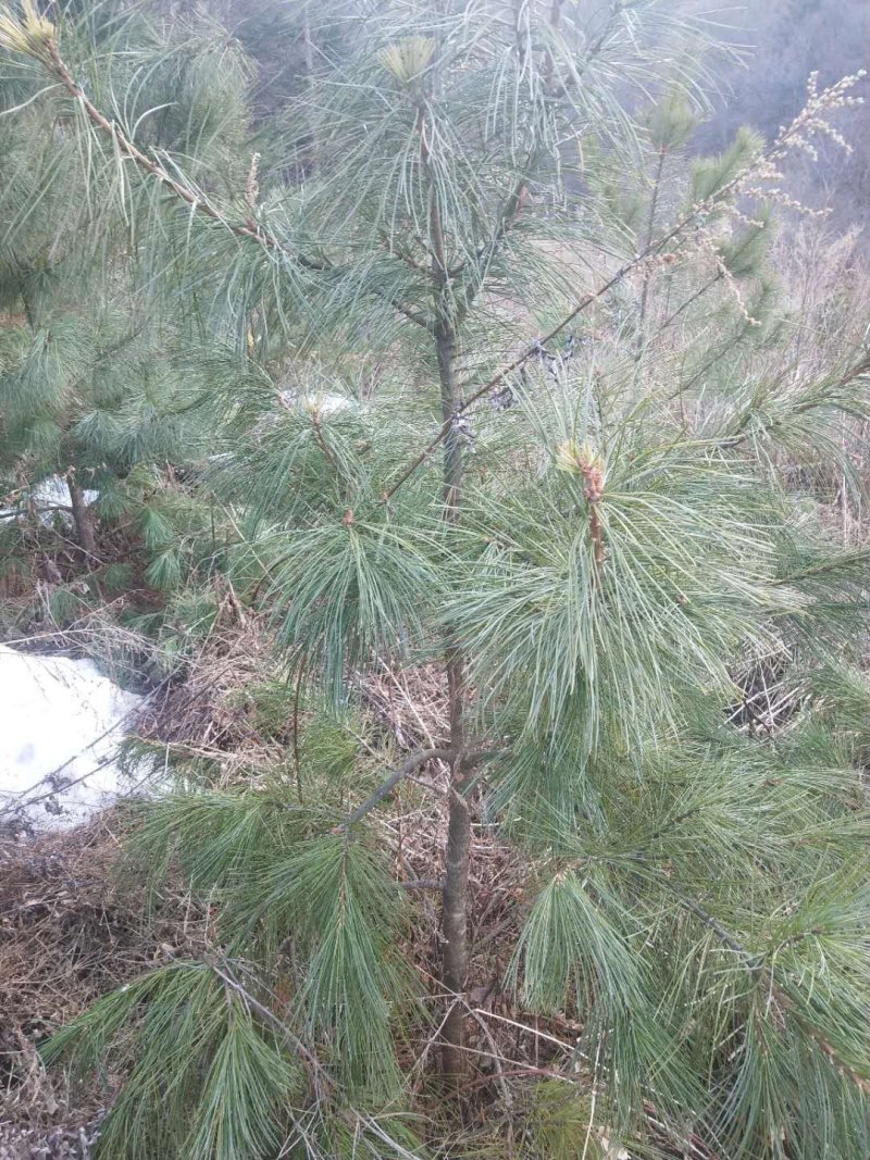 1.3米/1.5米红松大量出售