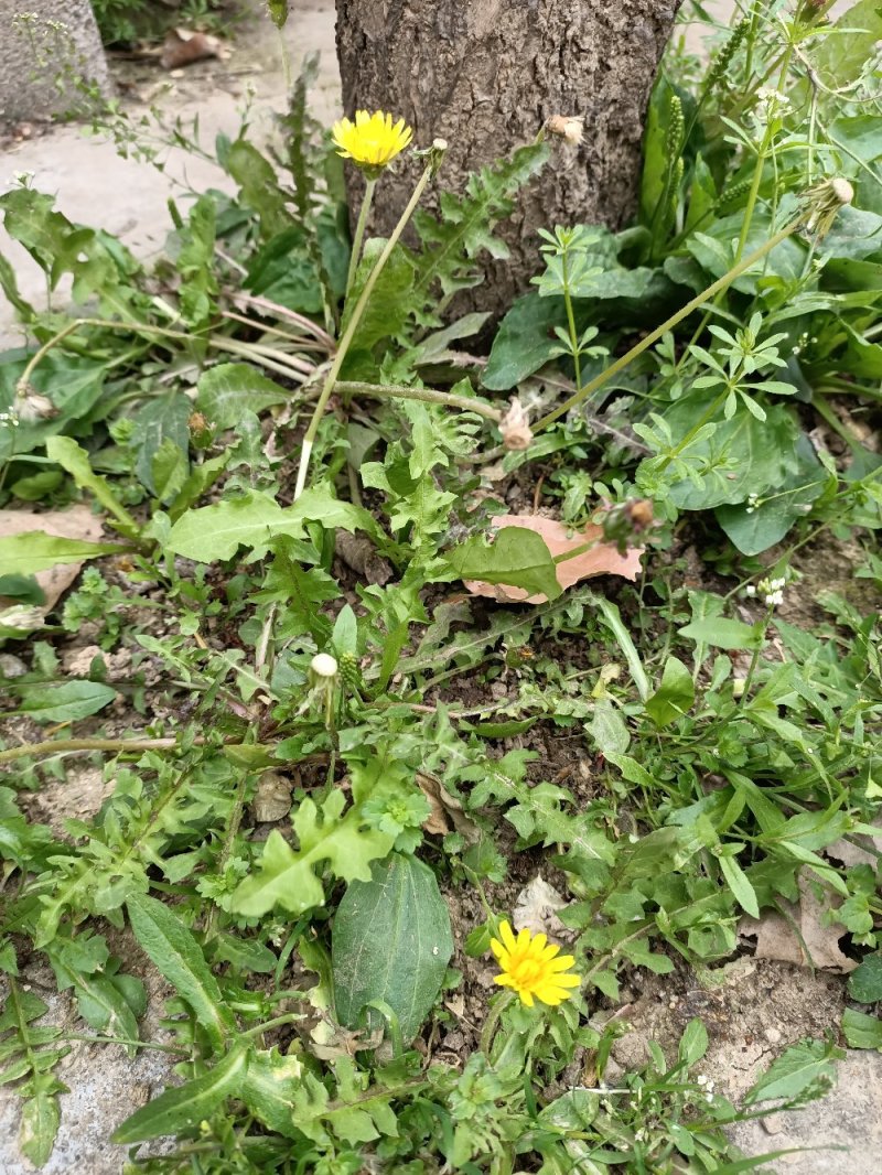 河南省泌阳县盘古山野生蒲公英整棵带根/干.鲜货批发零售