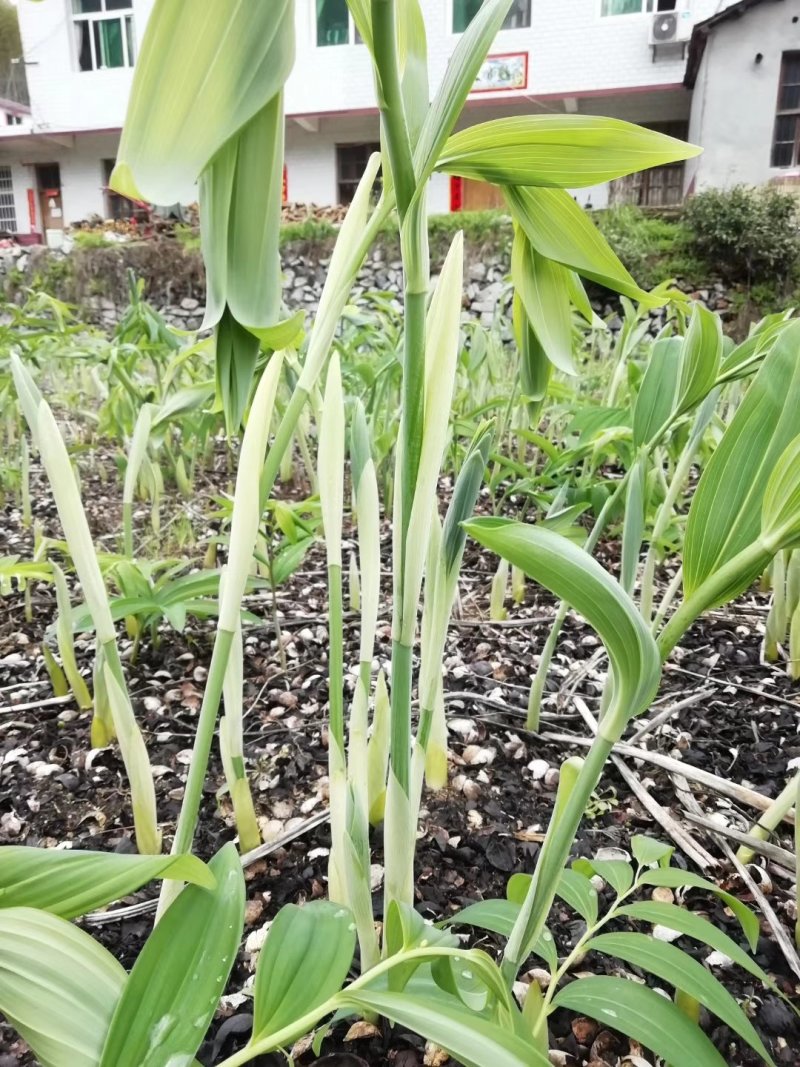 黄精种苗，有鸡头苗，姜形多花苗，一年苗，二年苗，三年苗均