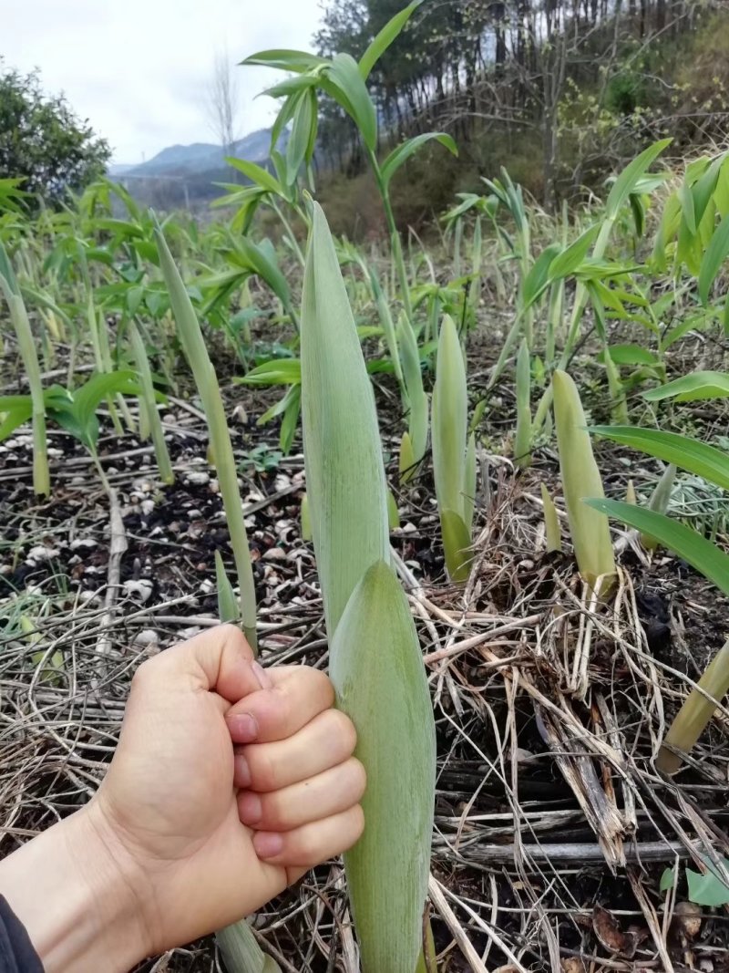 黄精种苗，有鸡头苗，姜形多花苗，一年苗，二年苗，三年苗均