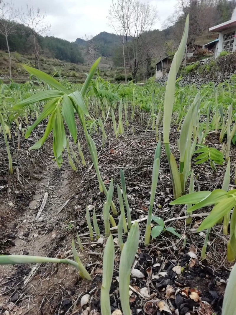 黄精种苗，有鸡头苗，姜形多花苗，一年苗，二年苗，三年苗均