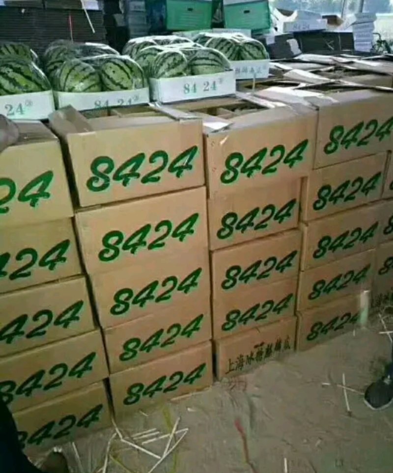 甜王8424西瓜益农瓜果合作社。
