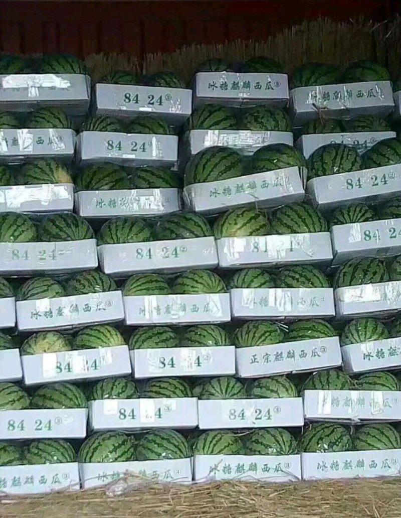 甜王8424西瓜益农瓜果合作社。