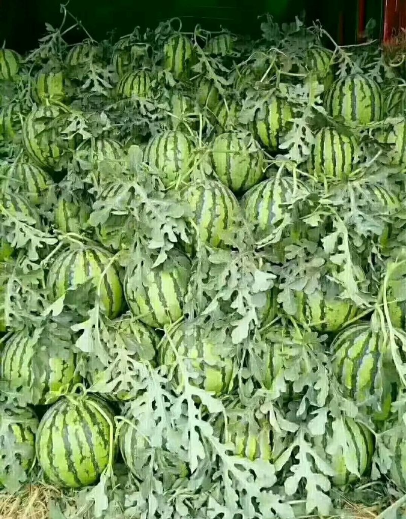 甜王8424西瓜益农瓜果合作社。