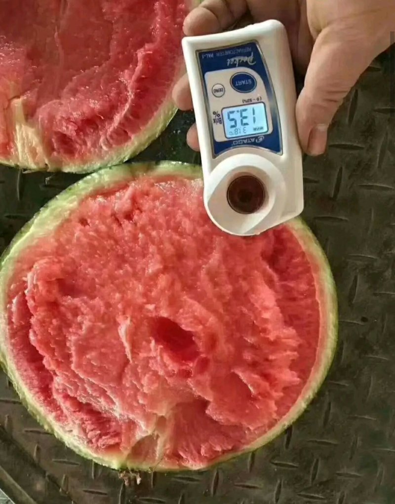 甜王8424西瓜麒麟美都。花长瓜等等。