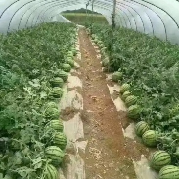 甜王8424西瓜麒麟美都。花长瓜等等。