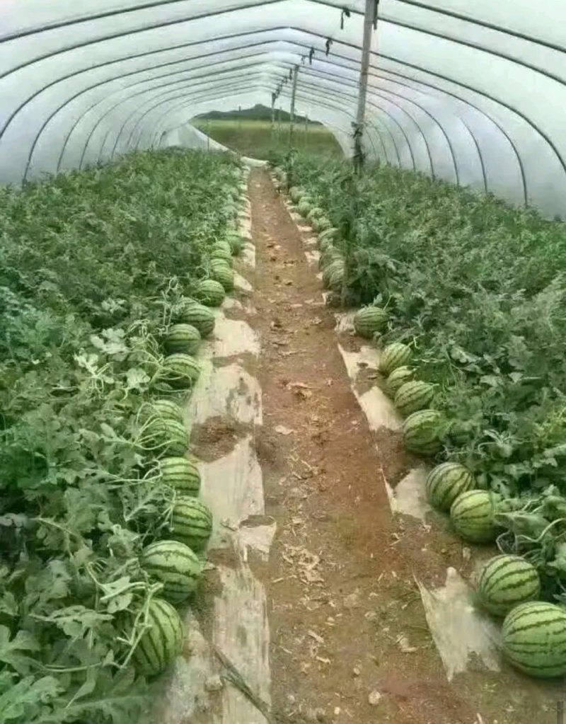 甜王8424西瓜麒麟美都。花长瓜等等。