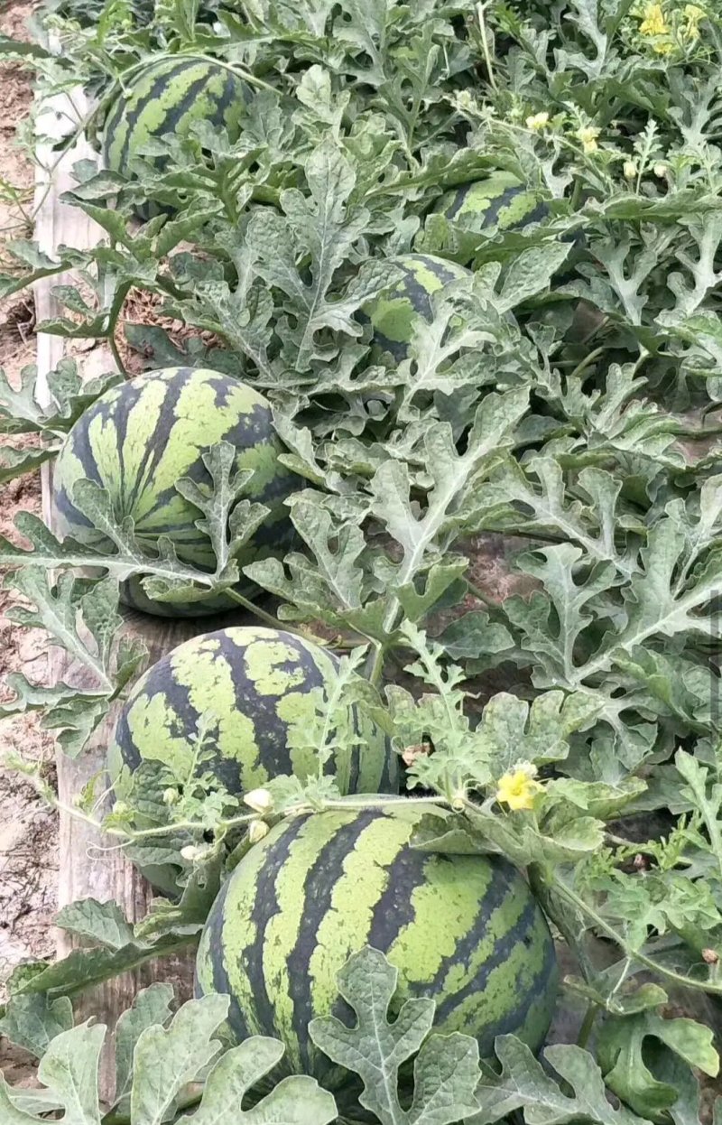 甜王8424西瓜麒麟美都。花长瓜等等。