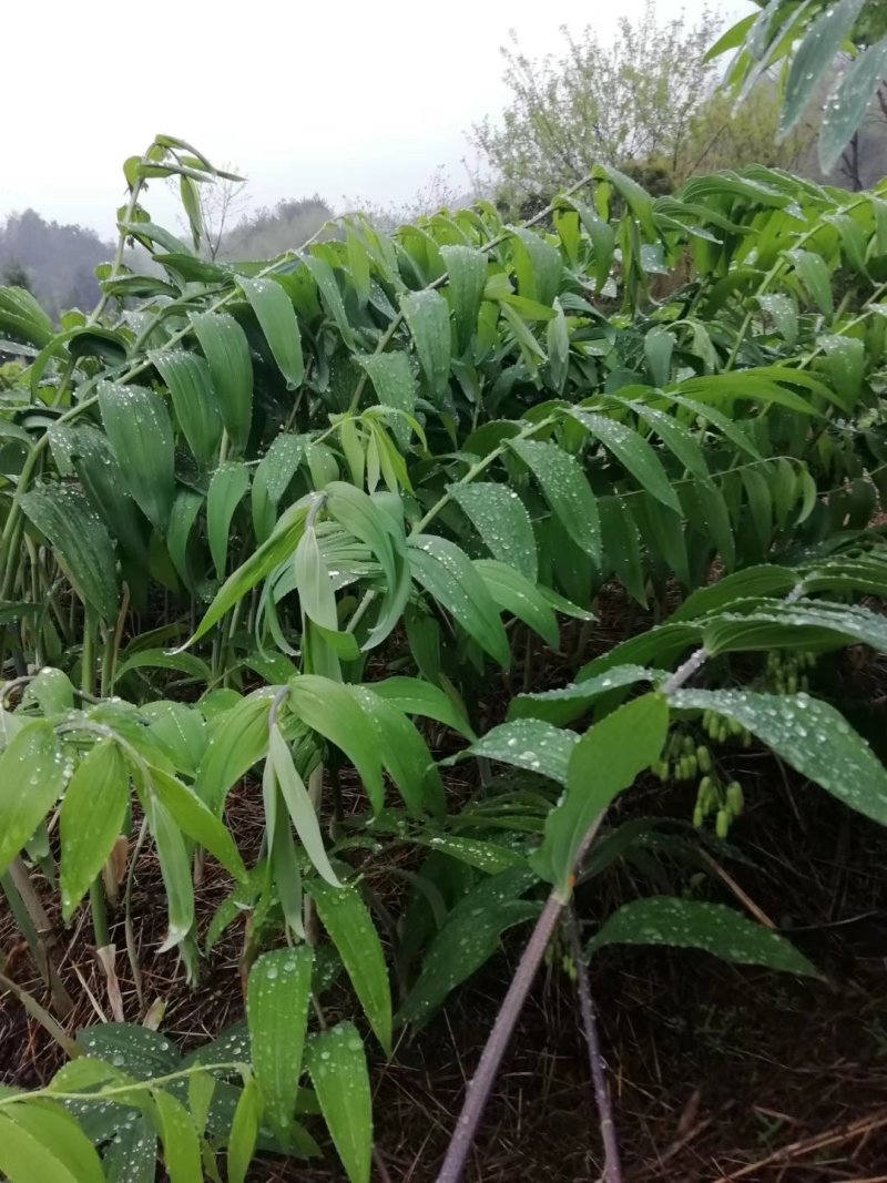 姜形多花黄精苗，鸡头黄精苗，从年至五年均有