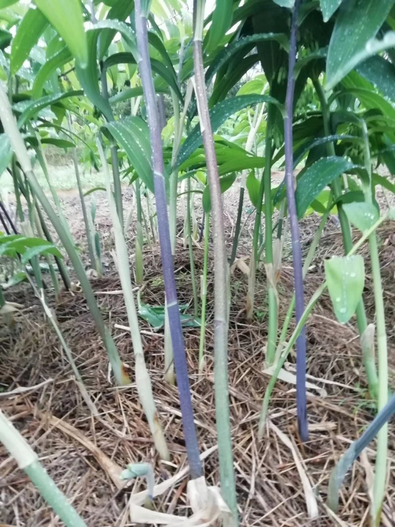 姜形多花黄精苗，鸡头黄精苗，从年至五年均有