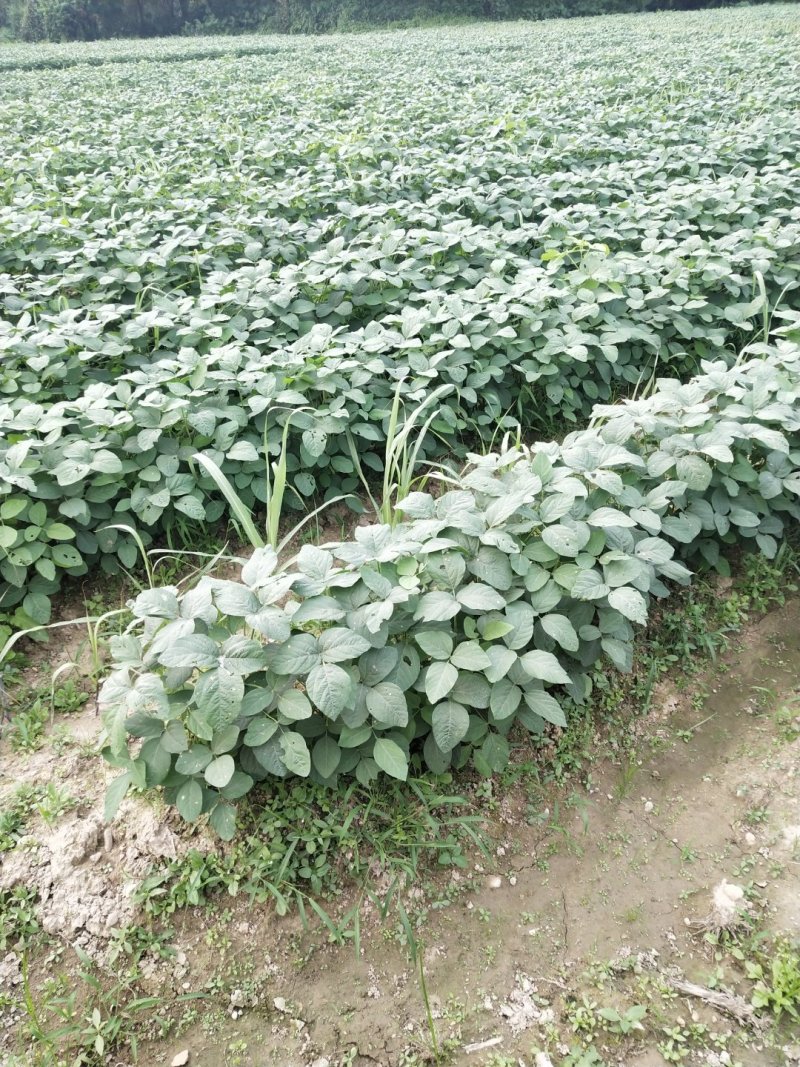 毛豆大量上市了棵立饱满提供返程车。
