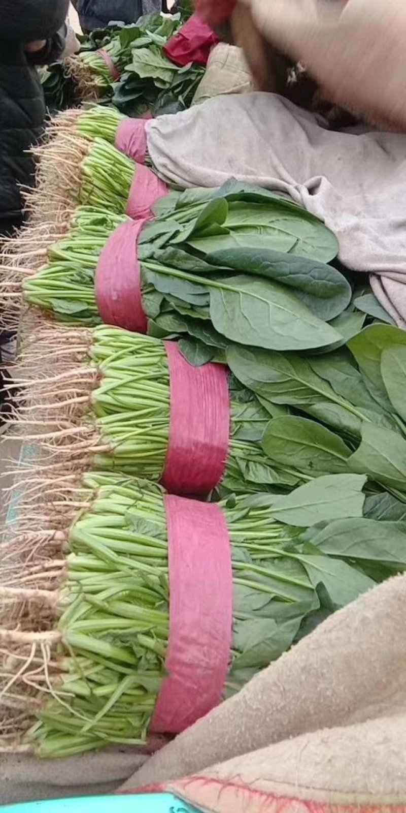 蔬菜