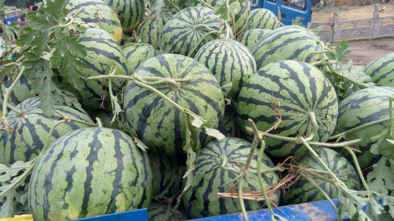 安徽8424西瓜宿州8424有籽西瓜，熟度好，甜度高