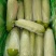蔬菜