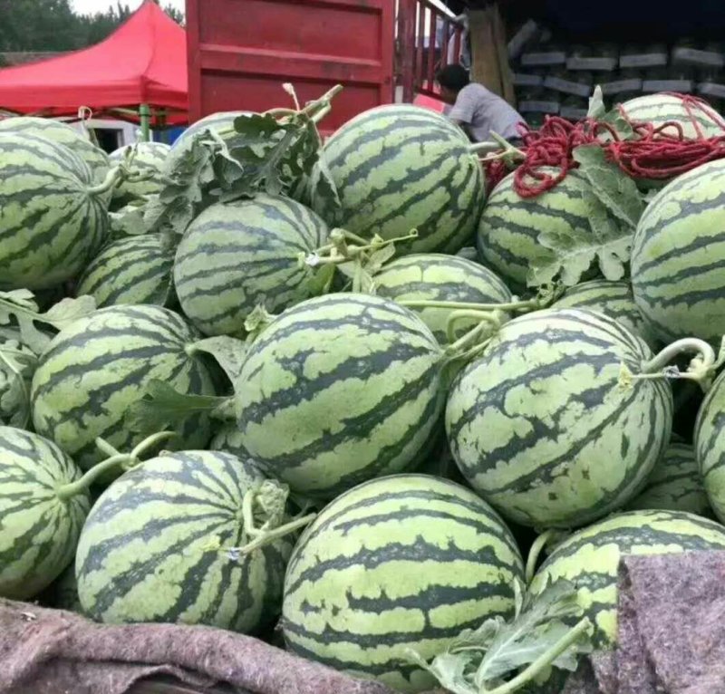 常年代收代发瓜果蔬菜基地种植上货快植量忧价格