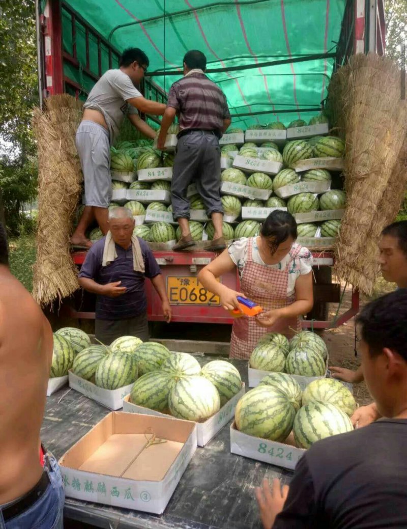 常年代收代发瓜果蔬菜基地种植上货快植量忧价格