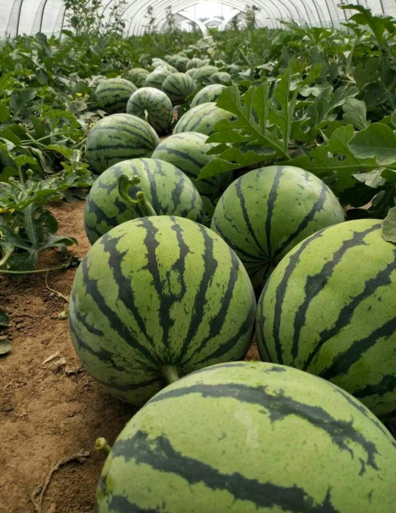 基地种植欢迎个地客商前来考察诚信经营个种瓜果蔬菜。