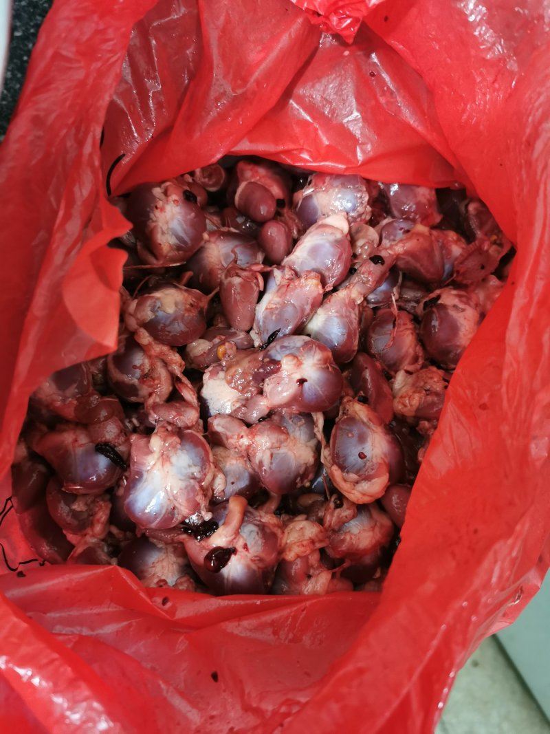 乳鸽胗，肾自己清理，全清