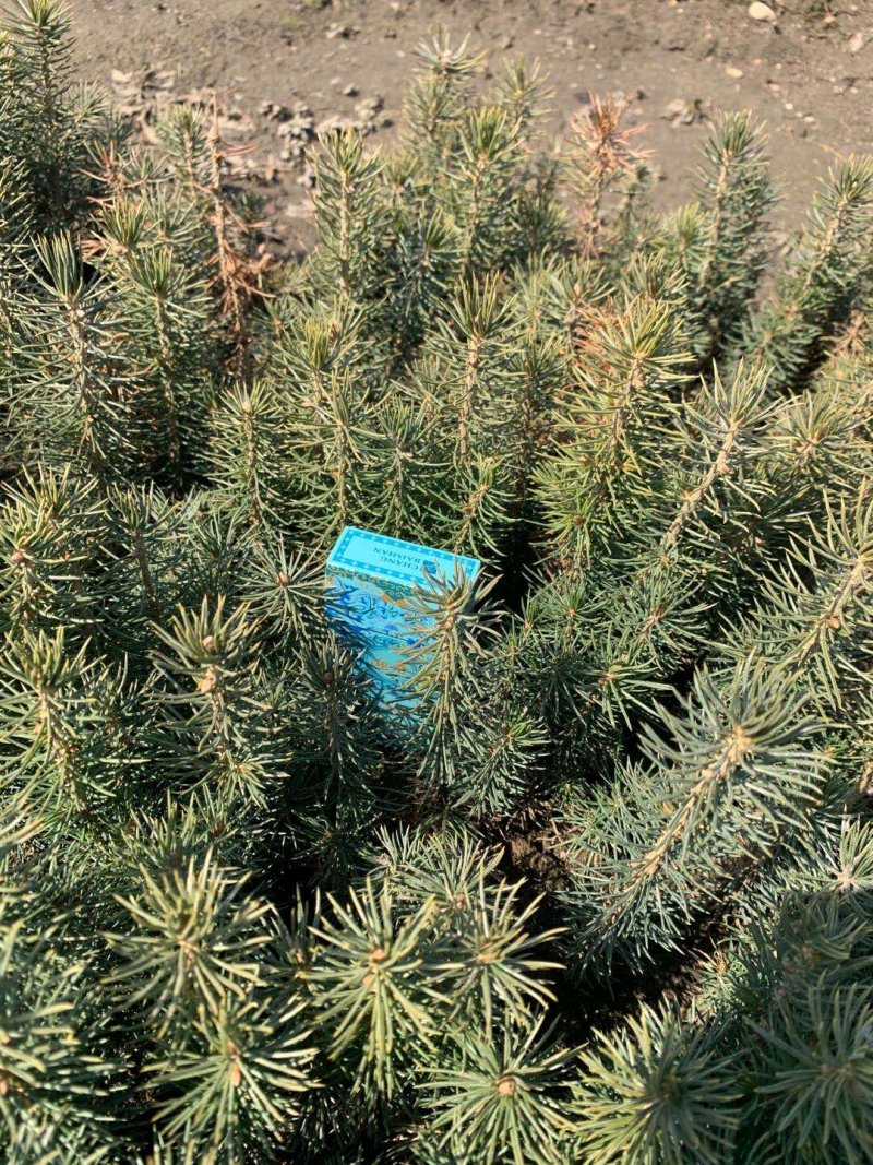 [推荐]精品云杉5年苗杯苗品类齐全，产家发货品质保障