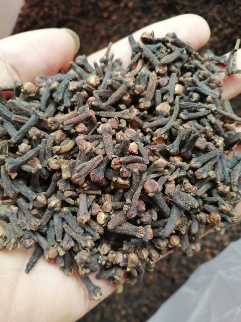 丁香，小丁香，进口小丁香，火红火红的大红丁香现货供应
