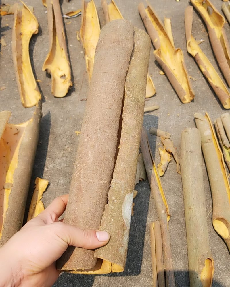 广西梧州桂皮