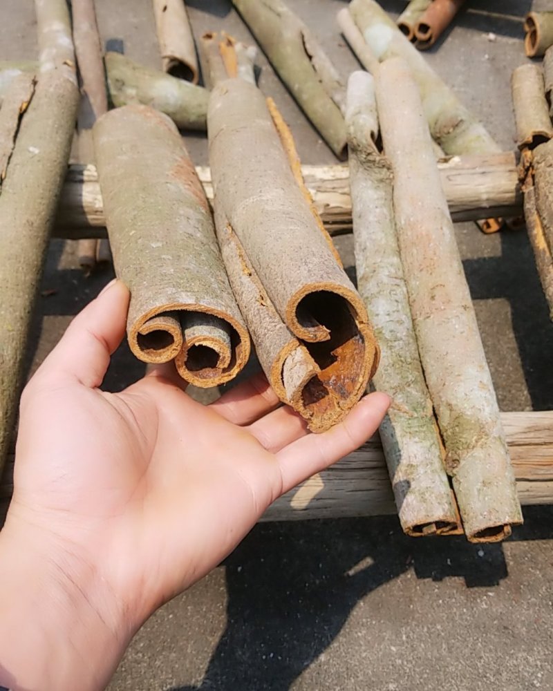 广西梧州桂皮