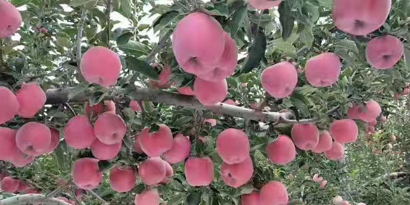 宁夏苹果冰糖心丑苹果富士苹果甜脆可口产地直销对接微商电商