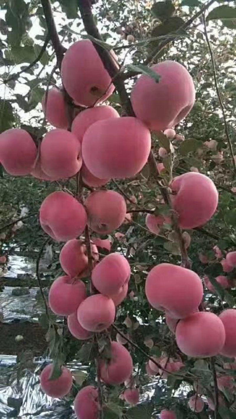 宁夏苹果冰糖心丑苹果富士苹果甜脆可口产地直销对接微商电商