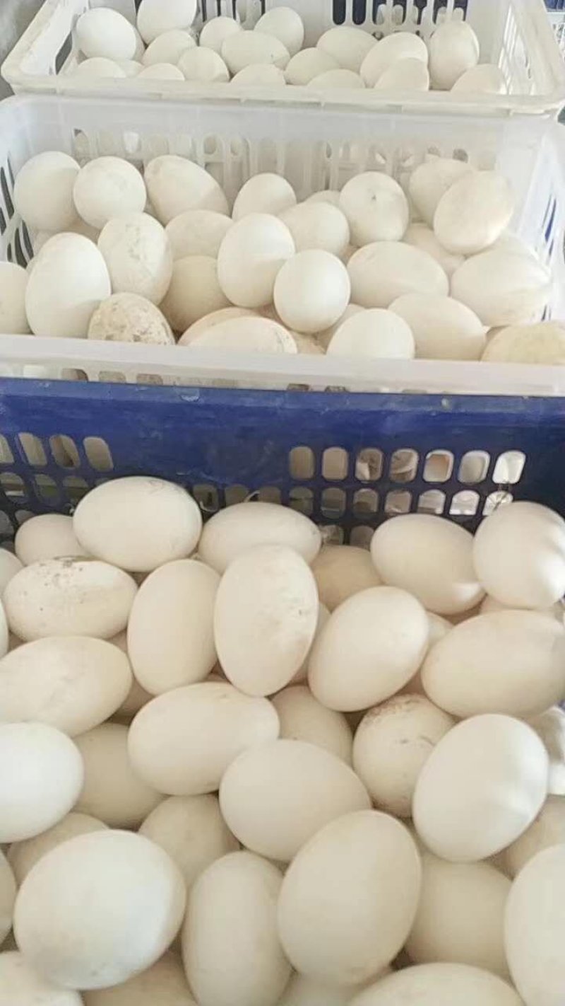 三花鹅种蛋，朗德鹅种蛋，狮头鹅种蛋，灰鹅种蛋受精蛋