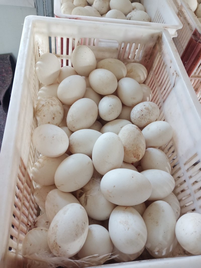 三花鹅种蛋，朗德鹅种蛋，狮头鹅种蛋，灰鹅种蛋受精蛋