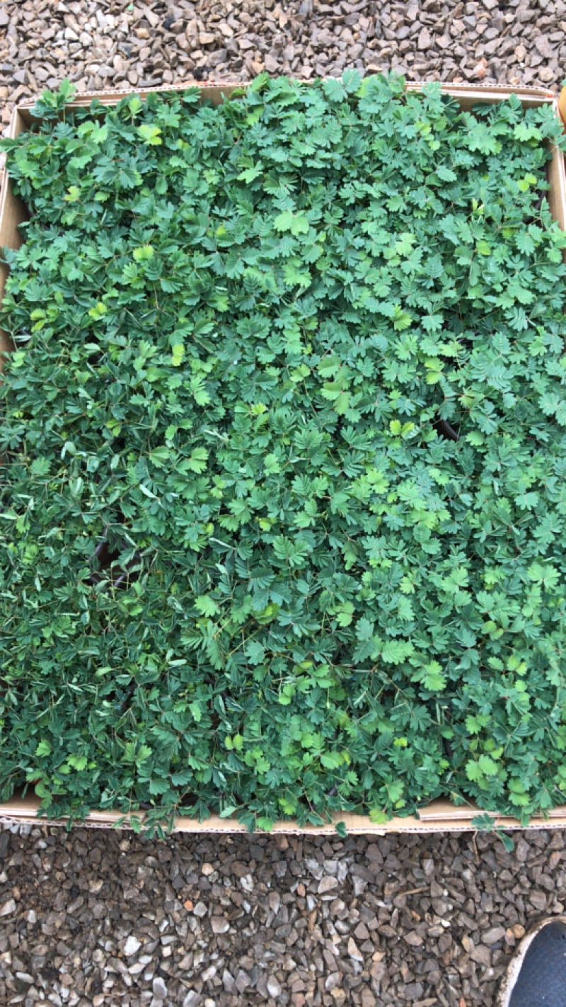 山东青州含羞草盆栽花卉室内植物