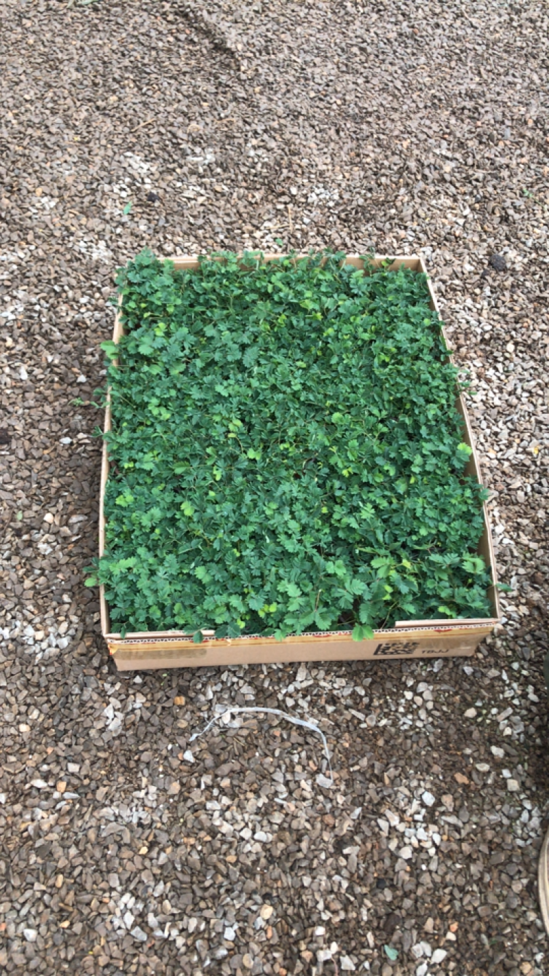 山东青州含羞草盆栽花卉室内植物