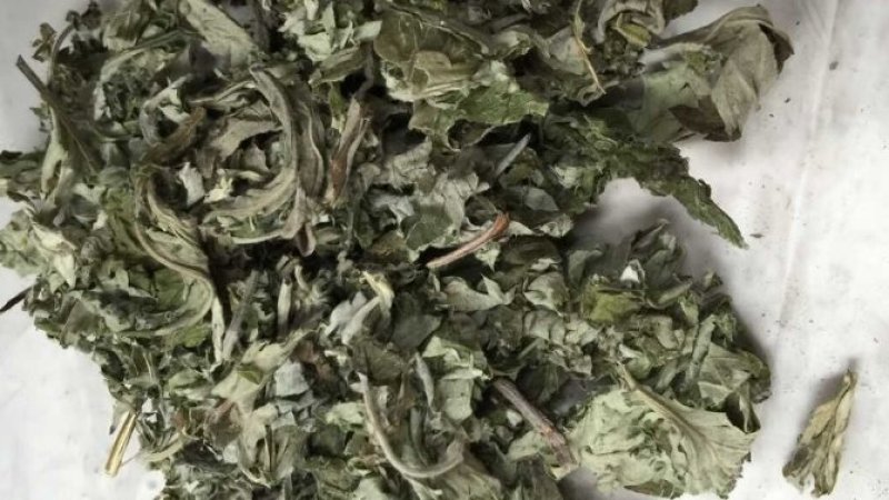 中药材艾叶河南产艾叶大艾叶价格中药材批发零售大全