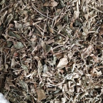 六月雪，别名白马骨，产地一手货源，质量好