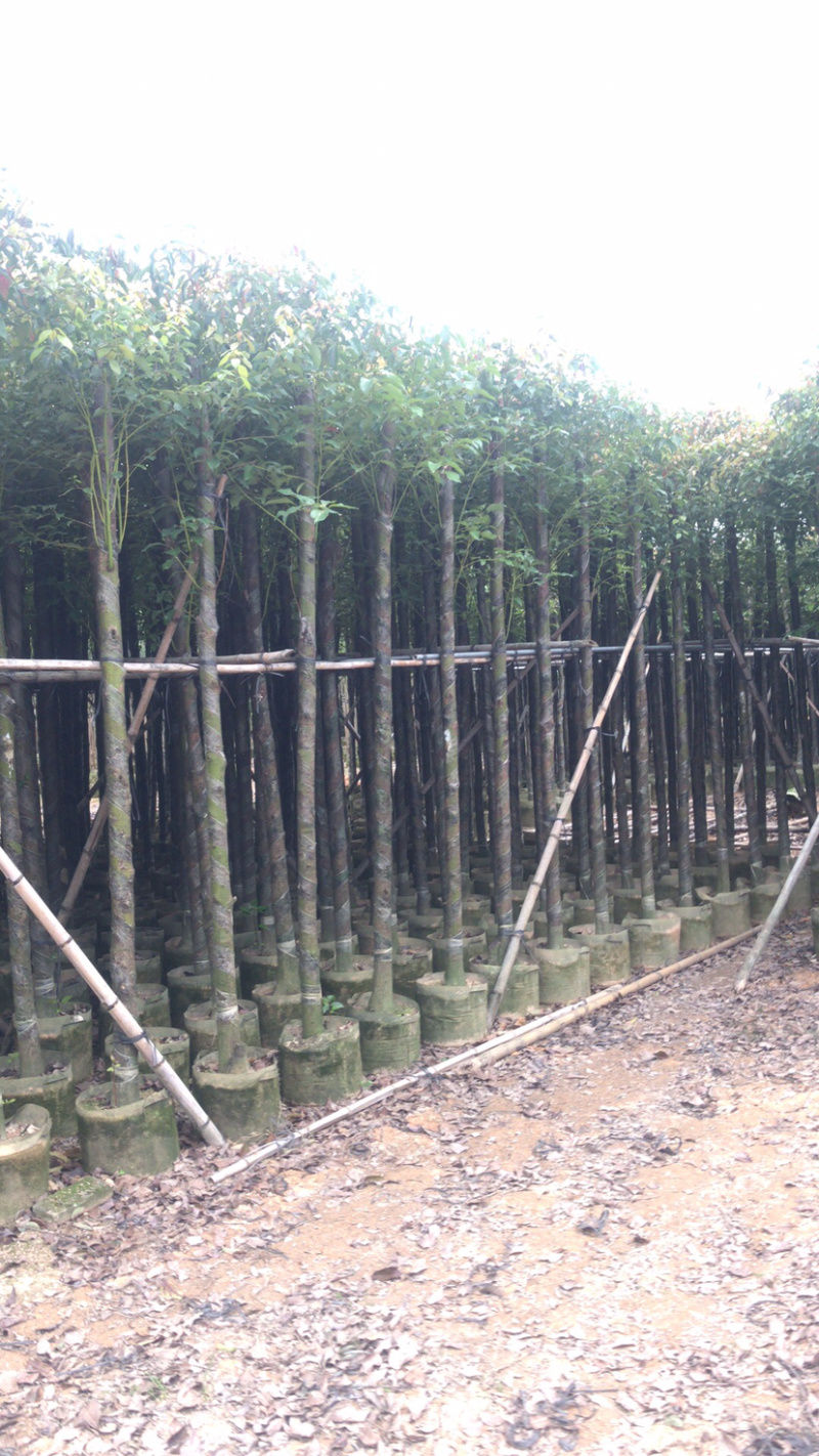 香樟6公分