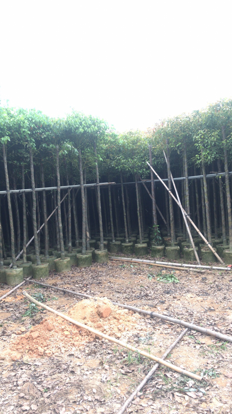香樟6公分