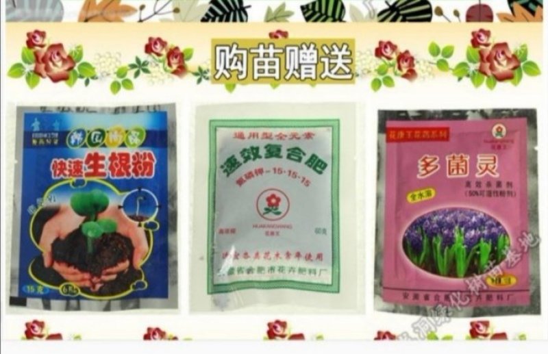 小叶榄仁树苗，造型美观树，观景树，行道树