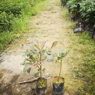 小叶榄仁树苗，造型美观树，观景树，行道树