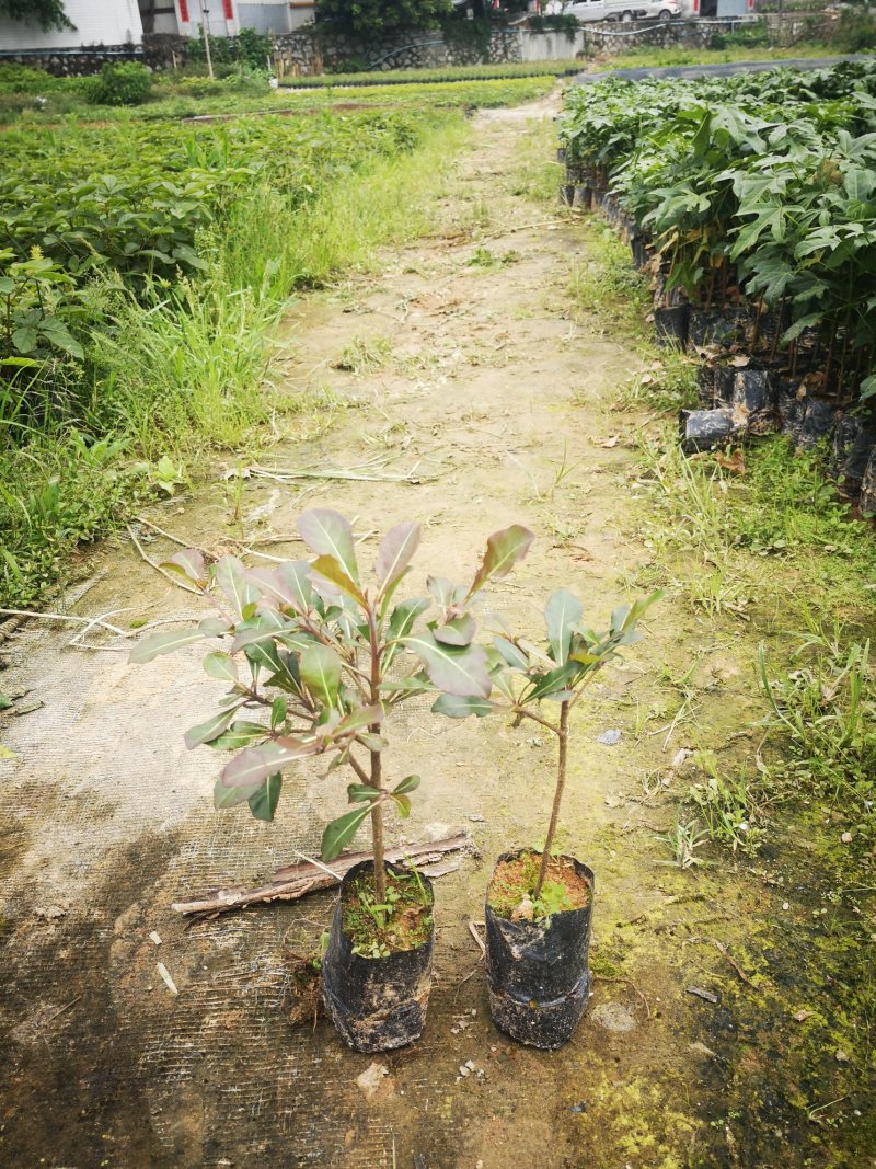 小叶榄仁树苗，造型美观树，观景树，行道树