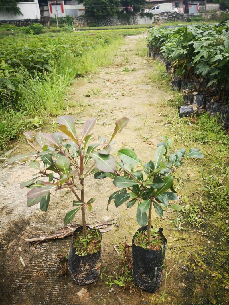 小叶榄仁树苗，造型美观树，观景树，行道树