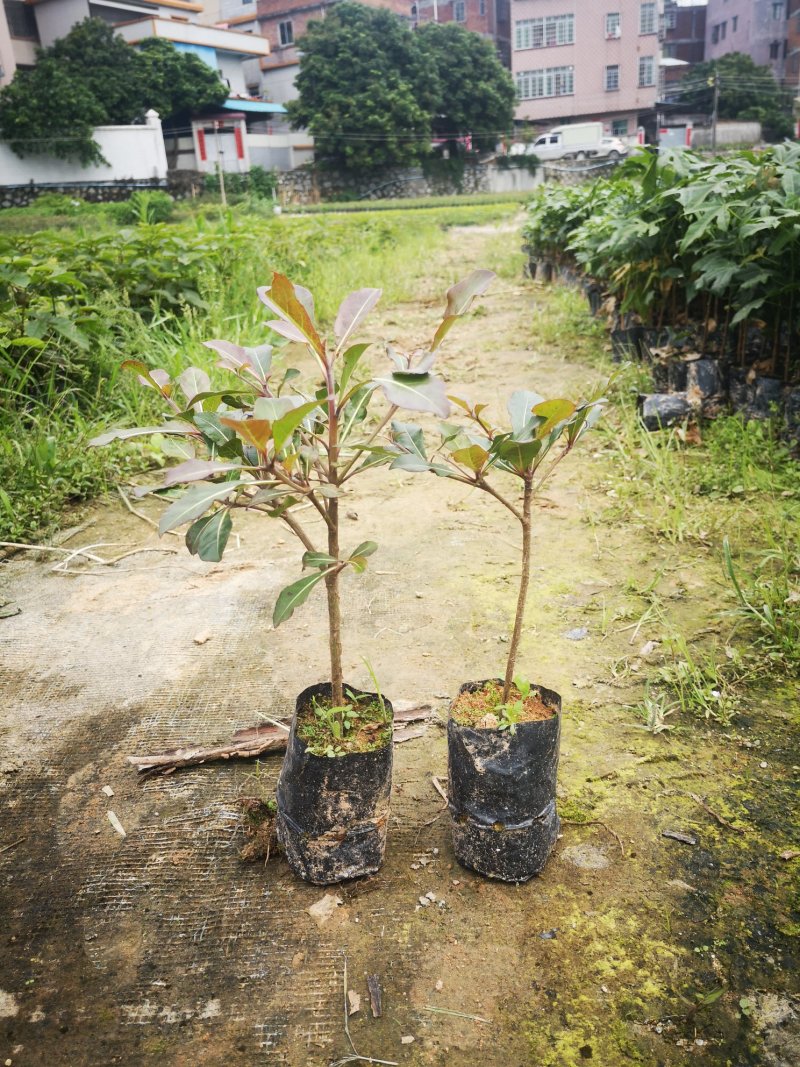 小叶榄仁树苗，造型美观树，观景树，行道树