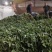 高产红薯苗商薯19哈密龙薯九西瓜红紫薯苗等