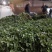 高产红薯苗商薯19哈密龙薯九西瓜红紫薯苗等