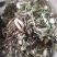 药用婆婆丁，野生蒲公英，药用蒲公英，泡茶用，带花带根干货