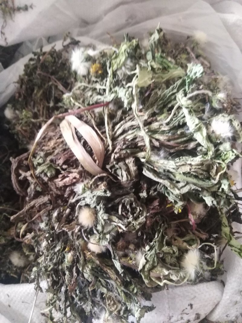 药用婆婆丁，野生蒲公英，药用蒲公英，泡茶用，带花带根干货